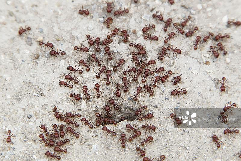 南方火蚁成虫在巢穴入口处群集，位于德克萨斯州棕榈保护区图片素材