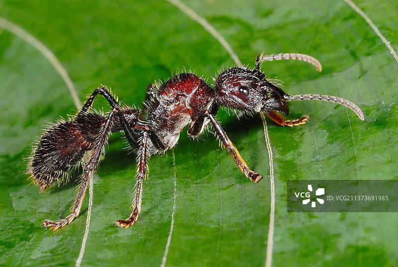 子弹蚁：站在树叶上的成年子弹蚁，位于中美洲哥斯达黎加利蒙省托尔图格罗国家公园图片素材