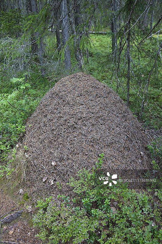 大红木蚁巢穴，位于芬兰的针叶林中图片素材