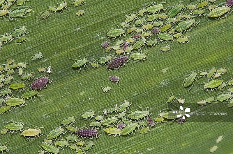 李蚜的红色和绿色阶段，不同年龄群，群集在芦苇叶上，英国肯特郡图片素材
