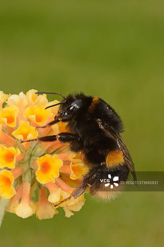 黄尾大黄蜂停留在醉鱼草花上，英国牛津郡图片素材