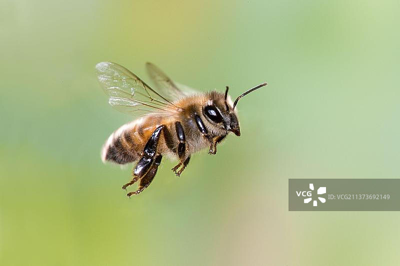 西方蜜蜂（Apis mellifera），蜜蜂，其他动物，昆虫，动物图片素材