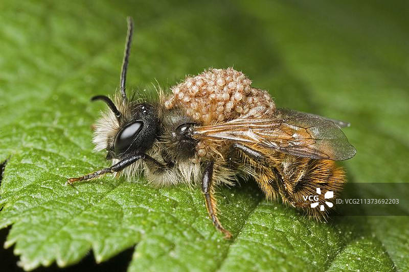 被寄生螨虫感染的红瓦石蜂，英国莱斯特郡图片素材