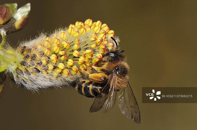 黄腿采矿蜂 (Andrena flavipes)图片素材