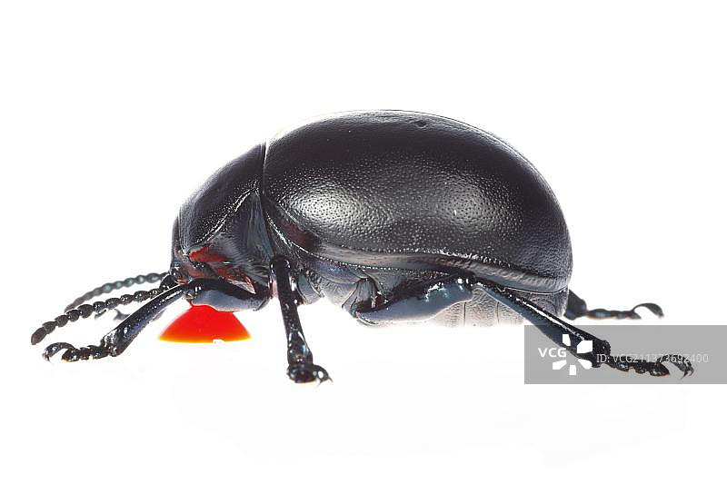 叶甲虫，其他动物，昆虫，甲虫，动物，成虫图片素材