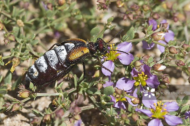 南美洲智利阿塔卡马沙漠，面包山国家公园，正在华普提拉花瓣上取食的红伪芫菁雄性成虫图片素材