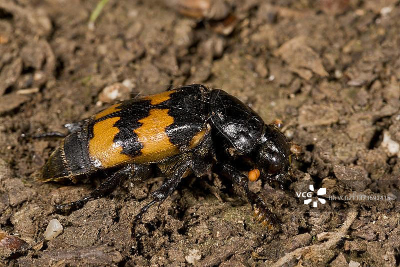 埋葬甲虫（Nicrophorus interruptus）成年，在土壤上，法国，欧洲图片素材