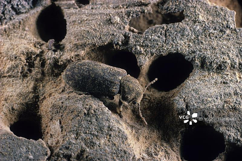 窃蠹，花斑跳甲，其他动物，昆虫，甲虫，成虫在受感染木材的通道中，牛津郡，英国，欧洲图片素材