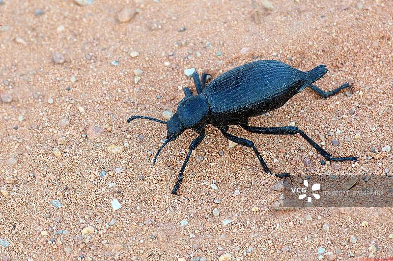 步行在沙滩上的暗色甲虫（Eleodes obscurus）成年，拱门国家公园，犹他州，美国图片素材