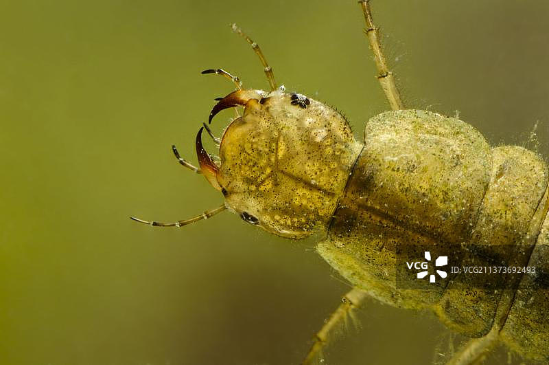 龙虱幼虫头部特写，英国埃塞克斯郡沃特泰勒乡村公园图片素材