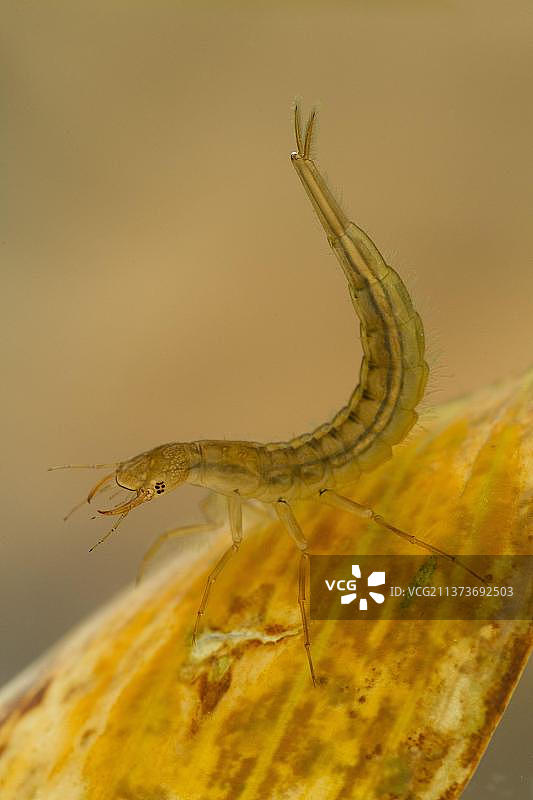 大龙虱（Dytiscus marginalis），龙虱科，其他动物，昆虫，甲虫，动物，水下德比郡的大龙虱幼虫，英国，欧洲图片素材