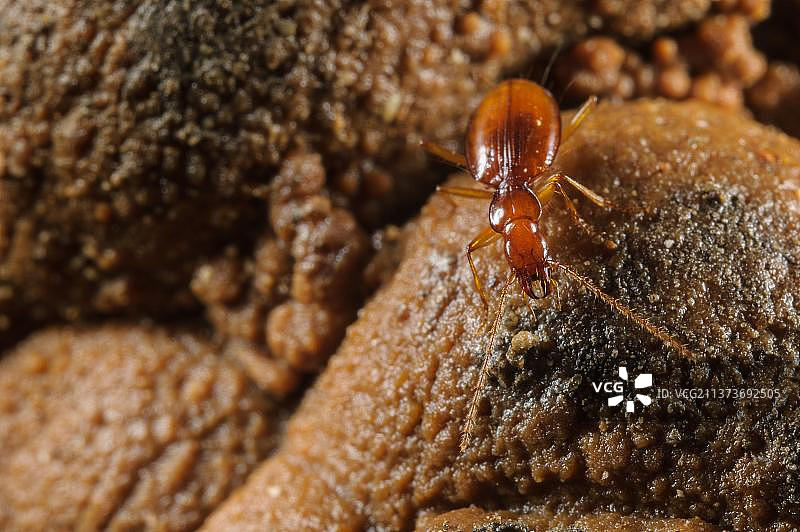 多里亚洞穴甲虫成年个体，在意大利拉斯佩齐亚省洞穴中觅食图片素材