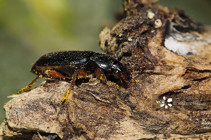 步行甲虫（Harpalus affinis）成虫，腿上有花粉粒，在花园的枯木上行走，英国肯特郡贝克斯利贝尔维德，欧洲图片素材