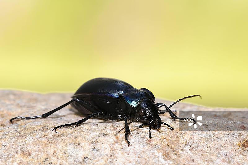 在英国苏格兰卡里戈姆斯国家公园的紫地甲于石头上日光浴图片素材