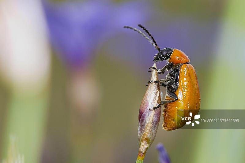 百合丽金花虫（Lilioceris lilii），成年雌性，在粉色百合花下，法国图片素材