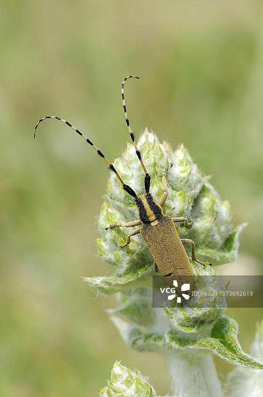 白条蓟甲虫， resting on buds，保加利亚，欧洲图片素材