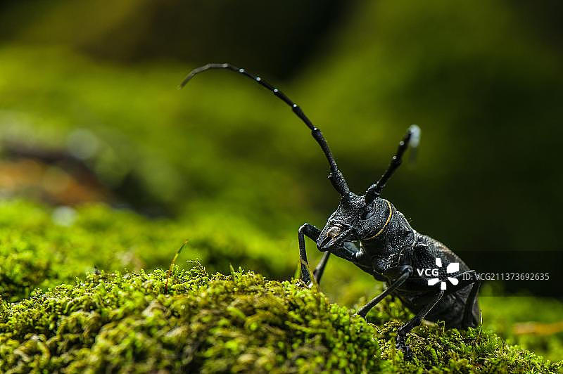站在苔藓上的粗糙柄天牛成虫，意大利利古里亚热那亚省图片素材