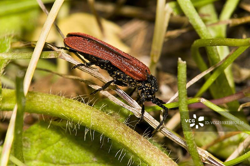 被寄生螨虫覆盖的网翅甲虫，英国西萨塞克斯郡图片素材