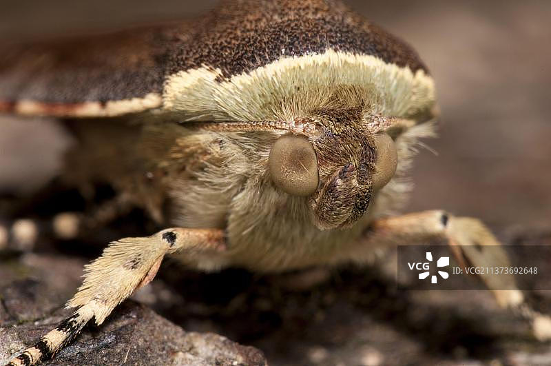 小阔边黄下翅蛾成虫头部特写，栖息在花园的树干上，英国北约克郡图片素材