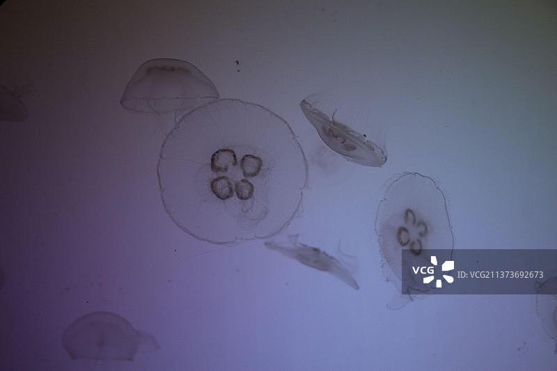 月亮水母图片素材