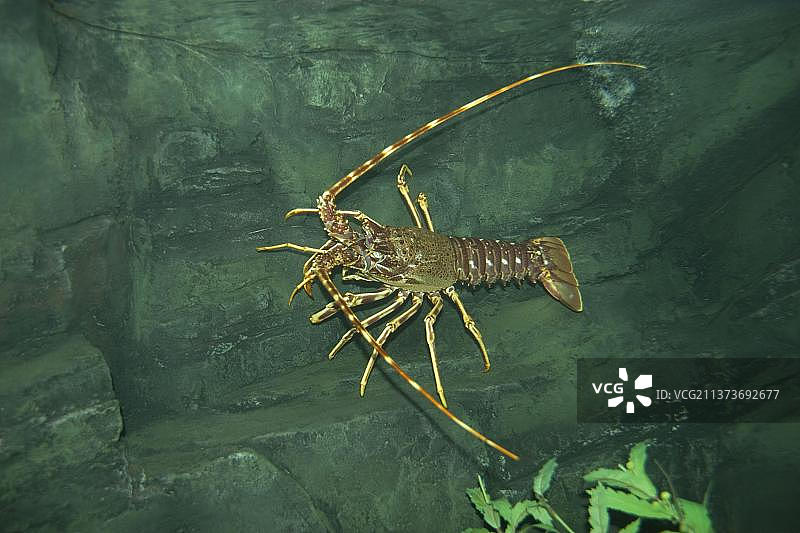 寻常龙虾图片素材