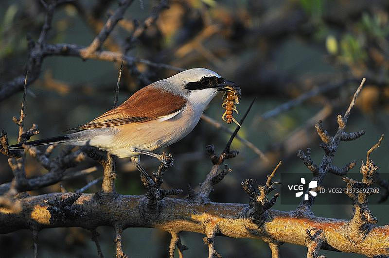 红背伯劳（Lanius collurio）雄鸟，嘴里叼着蜈蚣，栖息在带刺灌木丛中，希腊莱姆诺斯图片素材
