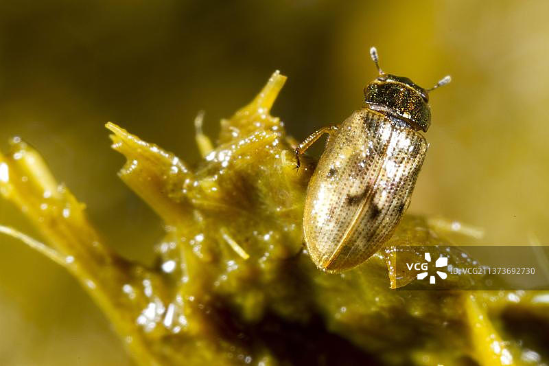甲虫成虫在新鲜牛粪上图片素材
