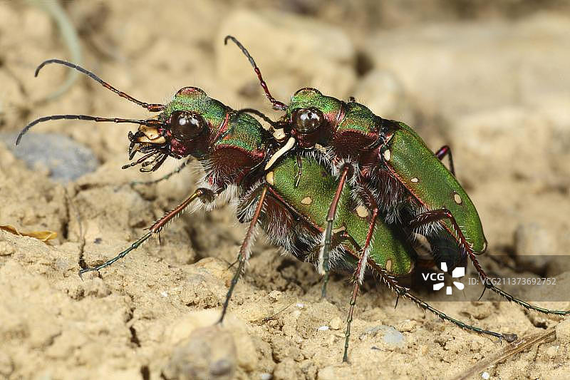 绿色虎甲虫(Cicindela campestris),其他动物,昆虫,甲虫,动物,绿色虎甲虫成年对,交配,比利牛斯山脉,阿里埃日,法国,欧洲图片素材