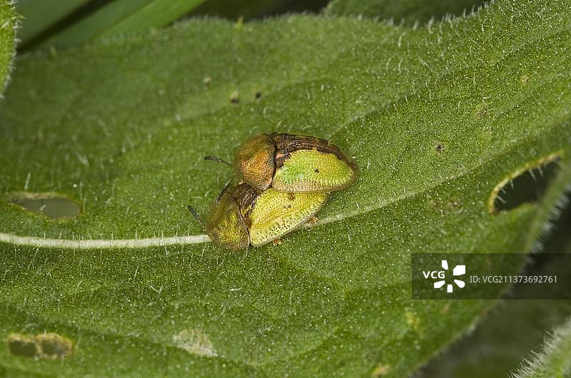 锈色盾甲虫图片素材