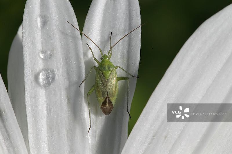 普通绿色盲蝽在雨后停留在雏菊花瓣上，英格兰图片素材