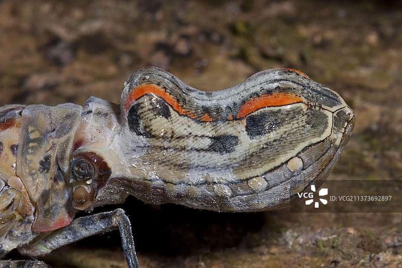 秘鲁亚马逊雨林中的Chicharra-machacuy（Fulgora laternaria）成虫头部特写图片素材