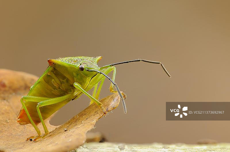 山楂盾蝽成虫，栖息在博斯托尔森林中图片素材