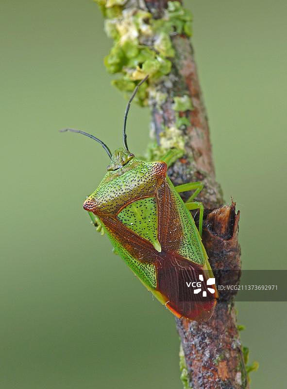 欧洲Hawthorn Shieldbug成虫图片素材