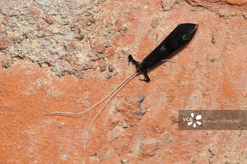银角石蛾成虫栖息在砖墙上图片素材