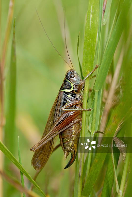 英国草地休息的稀有巨翅型罗塞尔氏草螽图片素材