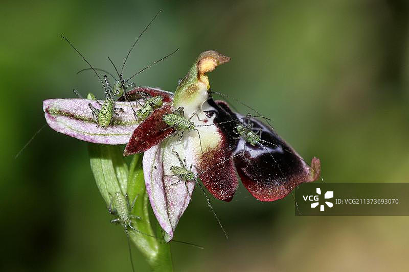 希腊南部莱茵霍尔德蜜蜂兰花上的一群斑点丛蟋幼虫图片素材