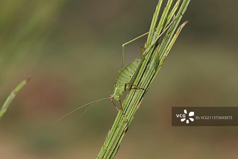 点状灌木蟋蟀(Leptophytes punctatissima)成年雌性,栖息在茎上,英国诺福克郡图片素材