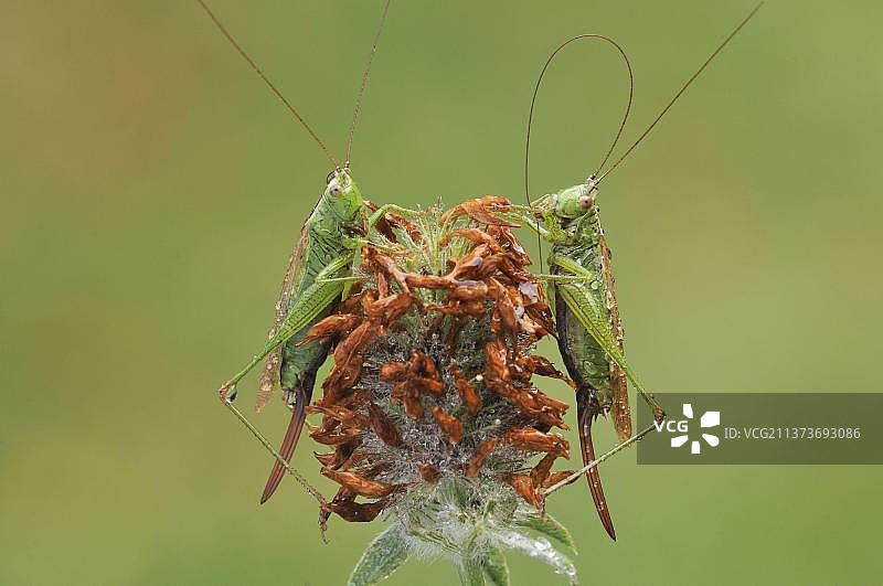 长翅锥头蟋（Conocephalus discolor），两只成年雌性，梳理触角，雨后带着雨滴，英国莱斯特郡拉夫堡，欧洲图片素材