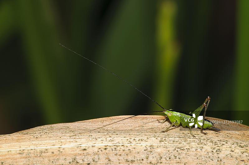 长翅锥头蝗雌性若虫栖息在干燥的芦苇上图片素材