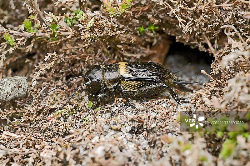 田野蟋蟀图片素材