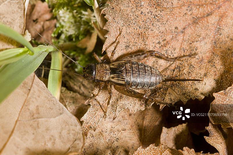 林地蟋蟀：栖息于英国汉普郡新森林落叶中的成年雌性图片素材