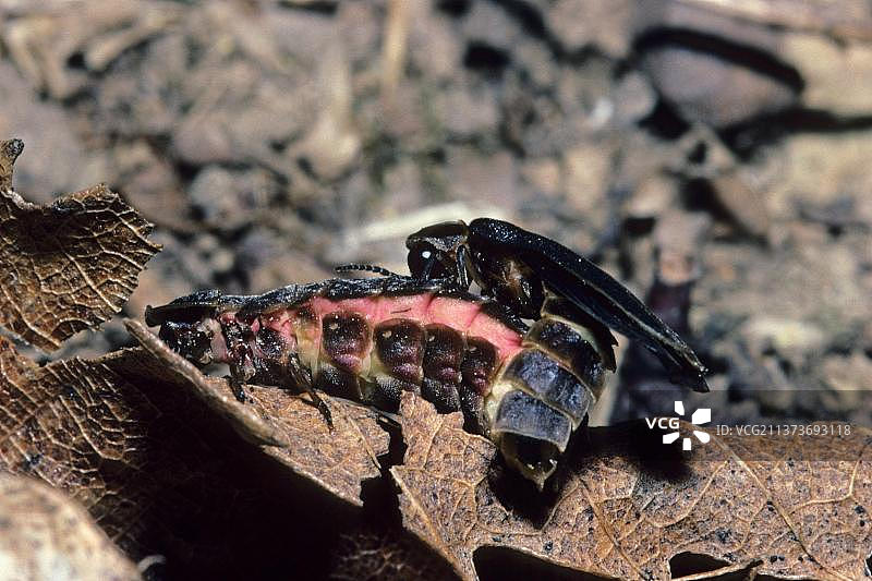 交配中的普通萤火虫成虫，北丘，肯特，英格兰，英国，欧洲图片素材