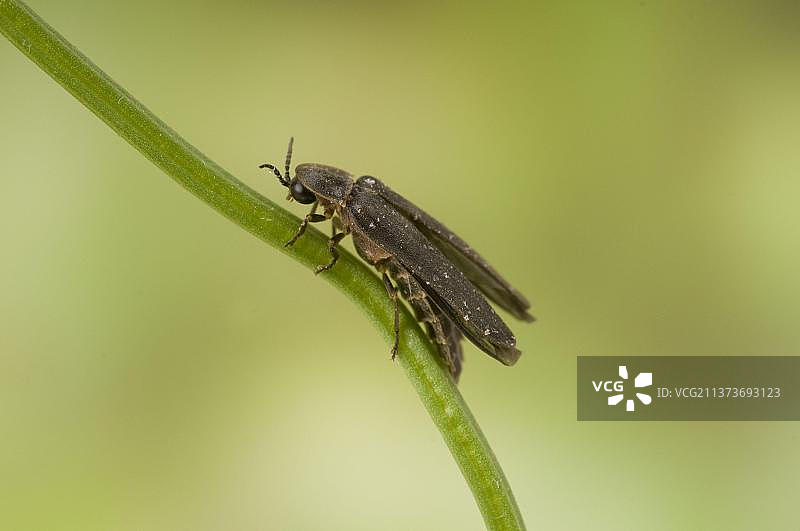 交配中的普通萤火虫成虫，北丘，肯特，英格兰，英国，欧洲图片素材