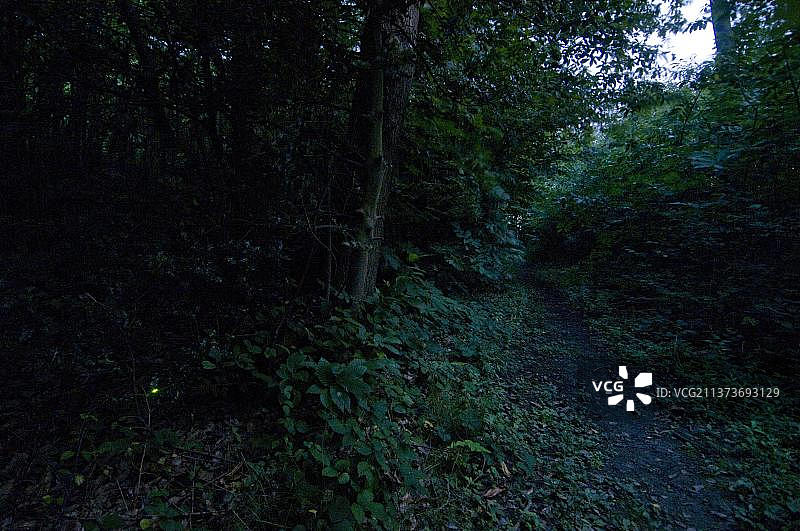 英国肯特郡林地中，成年雌性萤火虫在黄昏时发光图片素材