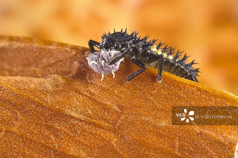 外来物种异色瓢虫幼虫捕食介壳虫，意大利利古里亚热那亚省图片素材