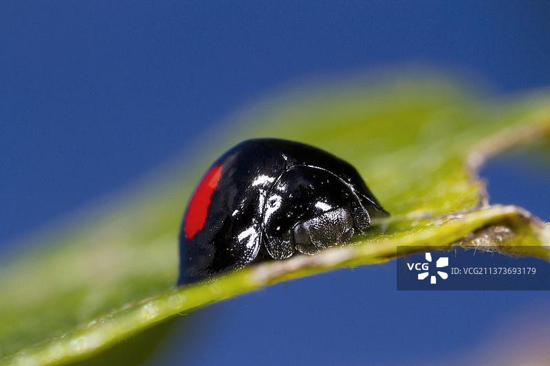 肾斑球瓢虫，圆斑介壳虫瓢虫图片素材