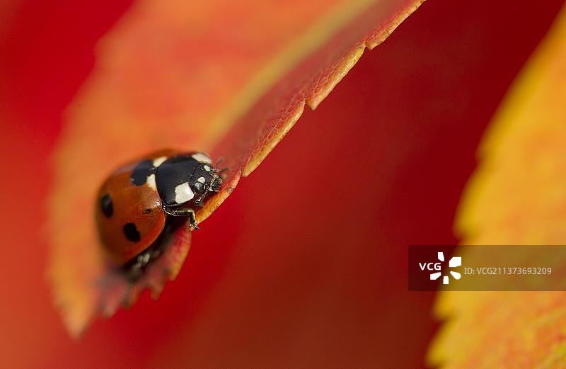 七星瓢虫停留在欧洲花楸树叶上图片素材