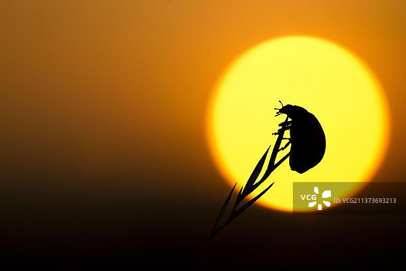 七星瓢虫日落剪影图片素材