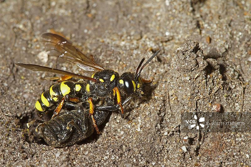 沙结黄蜂（Cerceris arenaria），携带象鼻虫猎物的成年黄蜂，英国诺福克布雷克兰图片素材