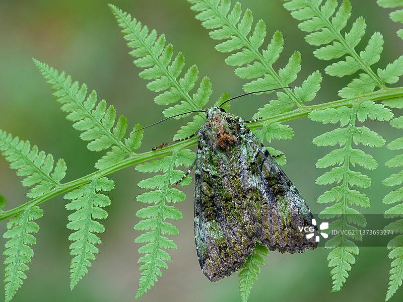 绿拱夜蛾：栖息在铁角蕨上的成虫图片素材